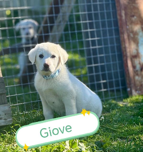 Cuccioli bellissimi in cerca di casa  Foto 2