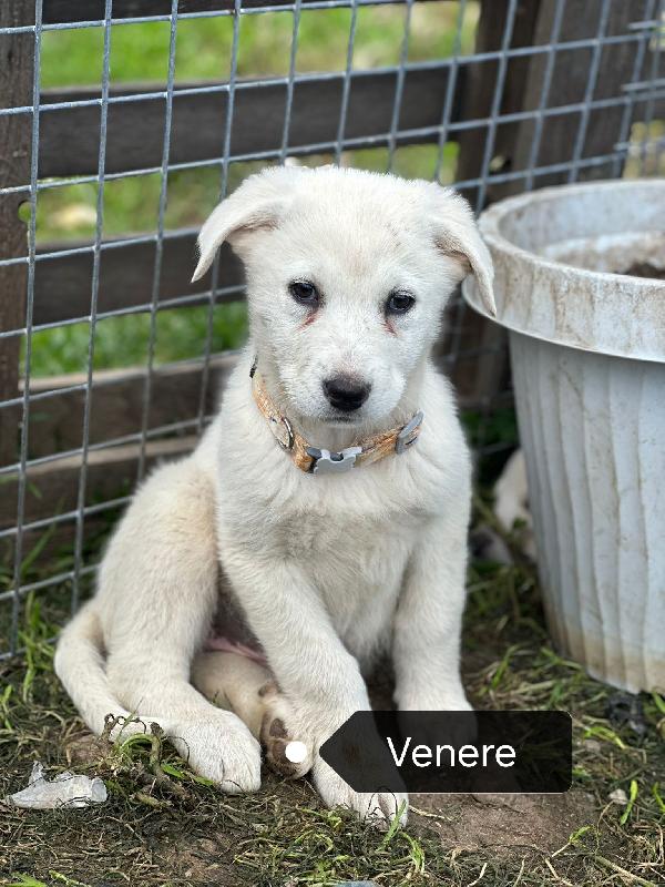 Cuccioli bellissimi in cerca di casa  Foto 3
