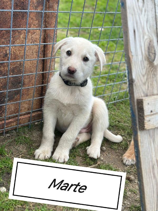 Cuccioli bellissimi in cerca di casa  Foto 4