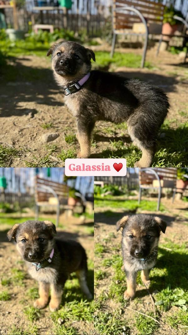 Cuccioli bellissimi in cerca di casa  Foto 5