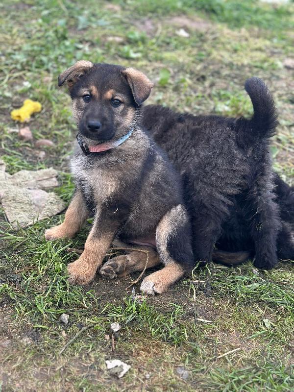 Cuccioli bellissimi in cerca di casa  Foto 6