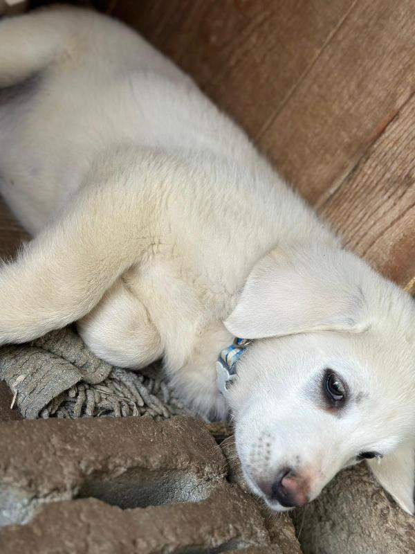 Cuccioli bellissimi in cerca di casa  Foto 8