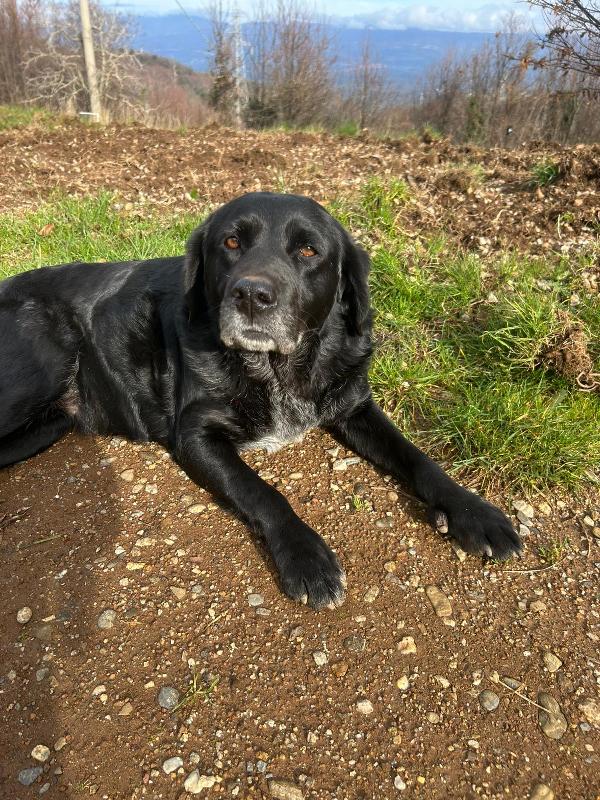Linda meravigliosa cagnolona cerca famiglia  Foto 2