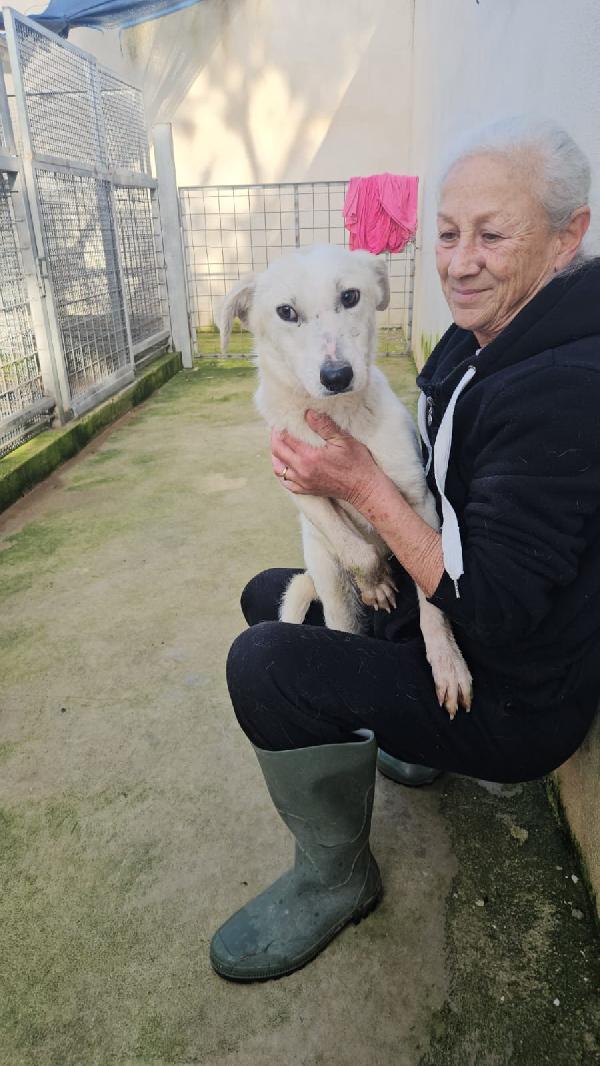 Oipe: docile e socievole. Taglia contenuta Foto 6