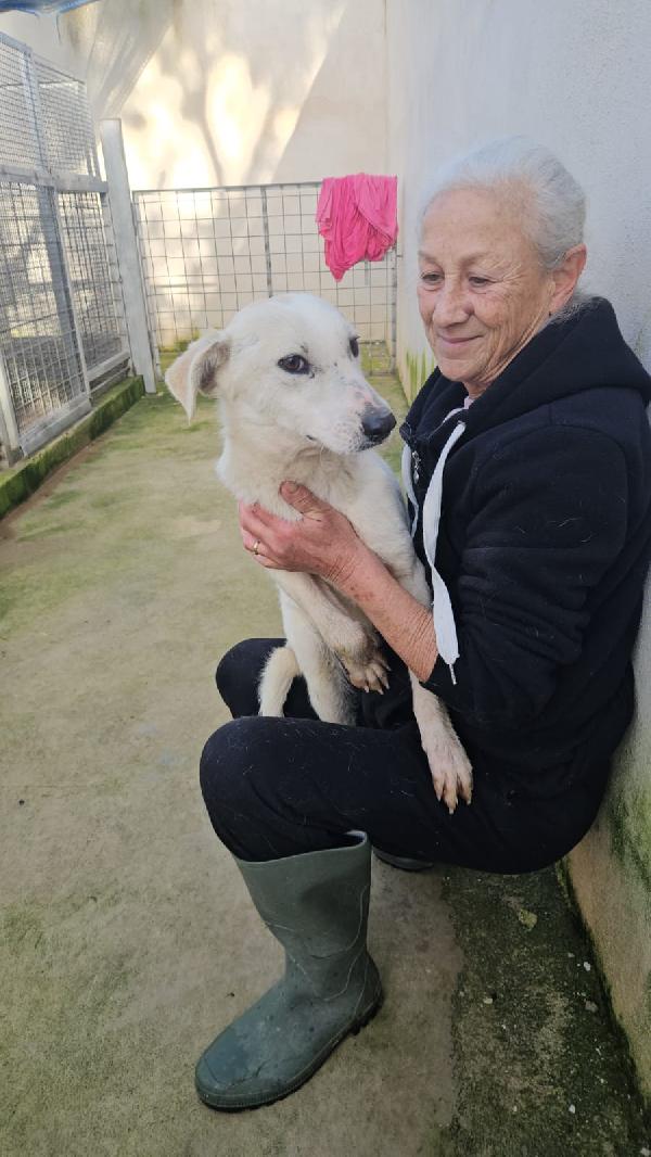 Oipe: docile e socievole. Taglia contenuta Foto 7