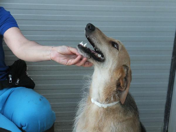 Samira bella e sorridente Foto 3