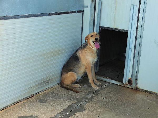 Samira bella e sorridente Foto 7