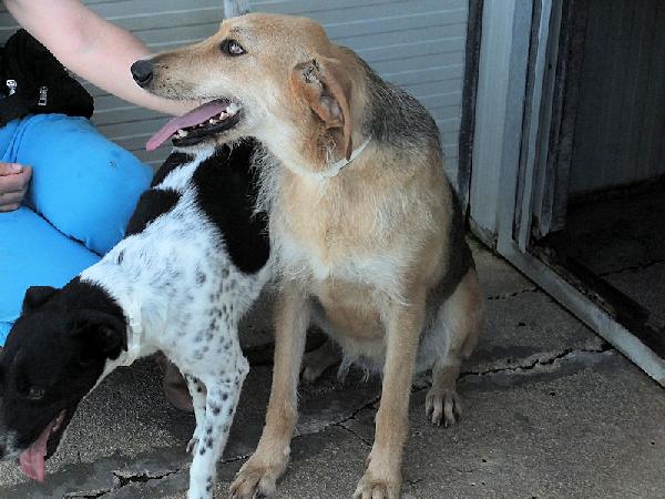 Samira bella e sorridente Foto 8