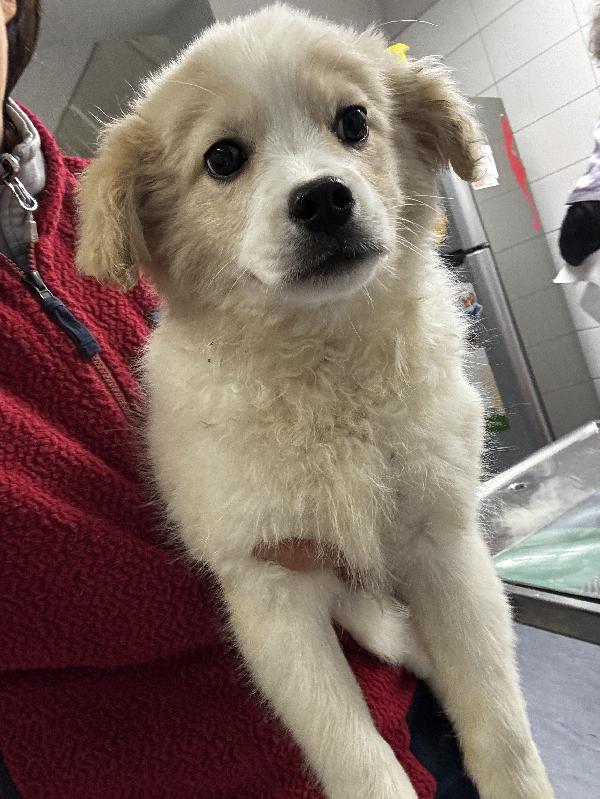 Babba cucciolo 4 mesi mix volpino Foto 2