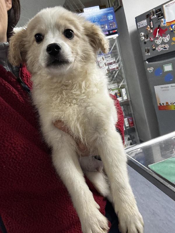 Babba cucciolo 4 mesi mix volpino Foto 3