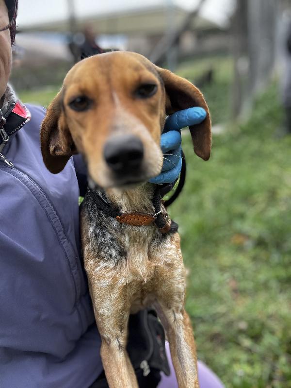 Nocella Cucciolona 1 Anno 15 Kg