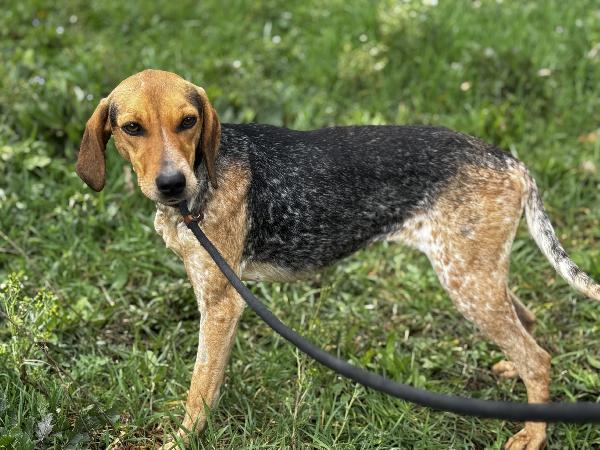 Nocella cucciolona 1 anno 15 kg Foto 2