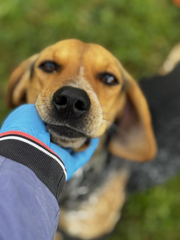 Nocella cucciolona 1 anno 15 kg Foto 3