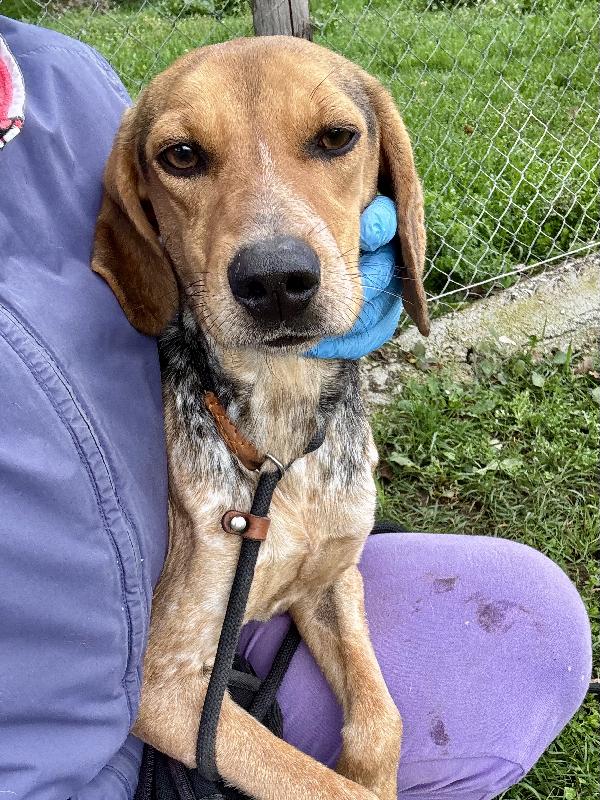 Nocella cucciolona 1 anno 15 kg Foto 4