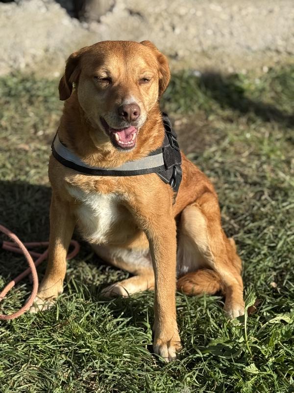 Riccia 6 Anni 16Kg Socievole Urgente