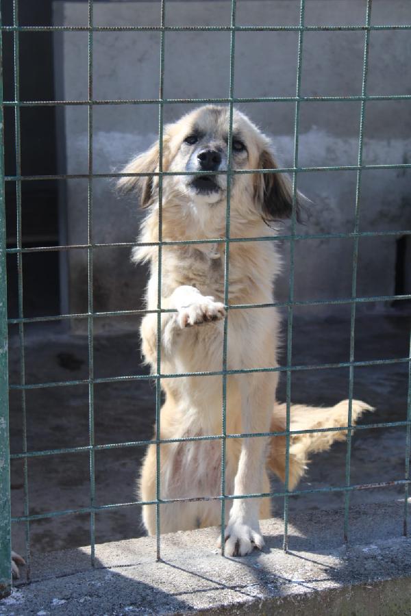 MINNIE 8 ANNI taglia media Foto 2