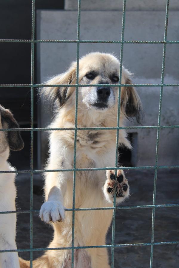 MINNIE 8 ANNI taglia media Foto 3