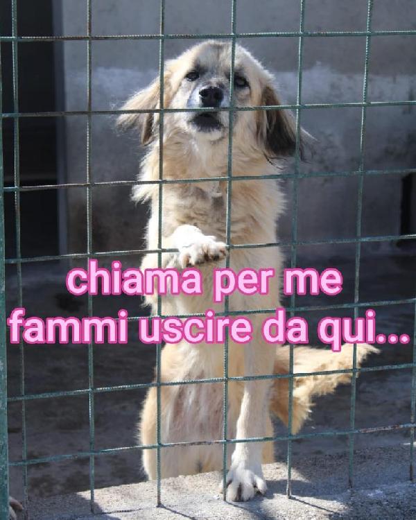 MINNIE 8 ANNI taglia media Foto 4