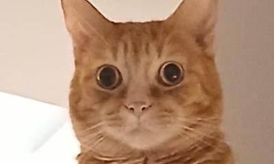 Pio: Micio Rosso Rimasto Solo Al Mondo