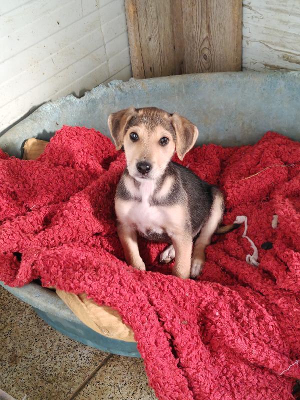 Giacomino Dolce E Coccolone 