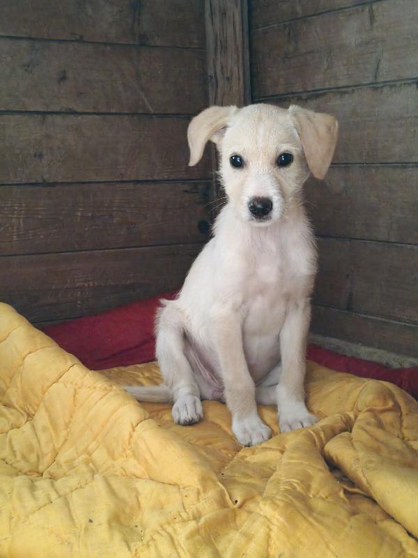 Marina cucciola  Foto 2