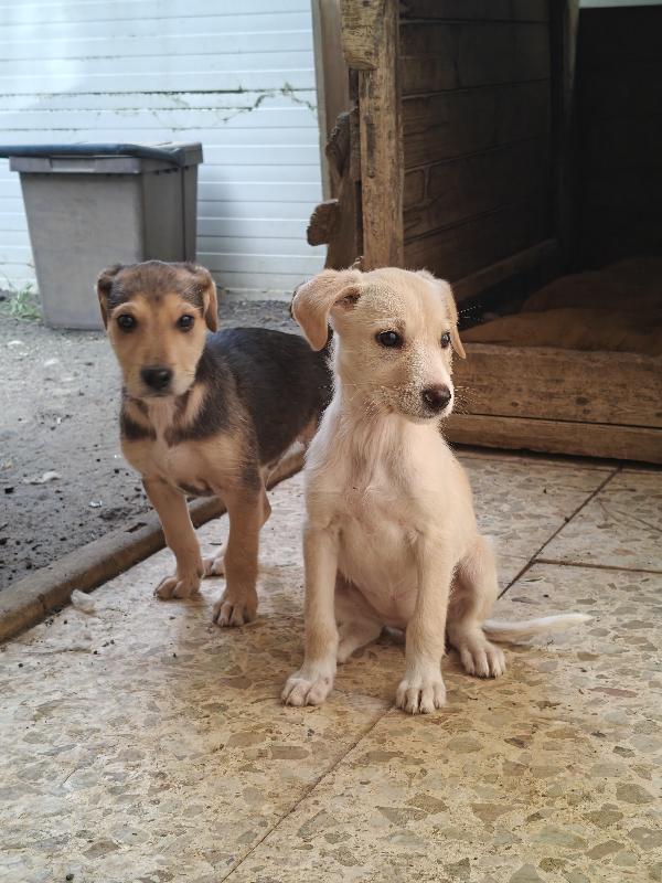 Marina cucciola  Foto 3