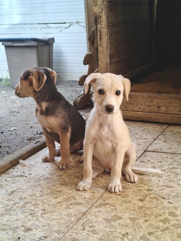 Marina cucciola  Foto 4