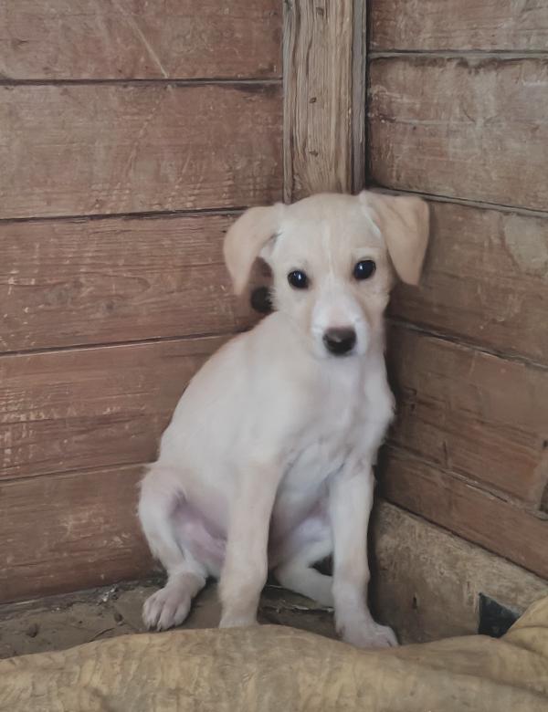 Marina cucciola  Foto 5