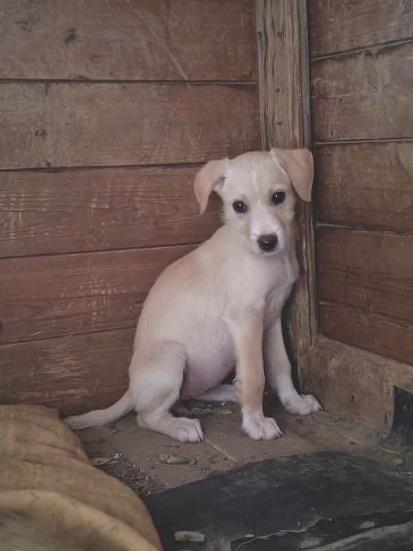 Marina cucciola  Foto 6