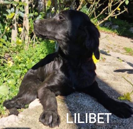 Lilibet