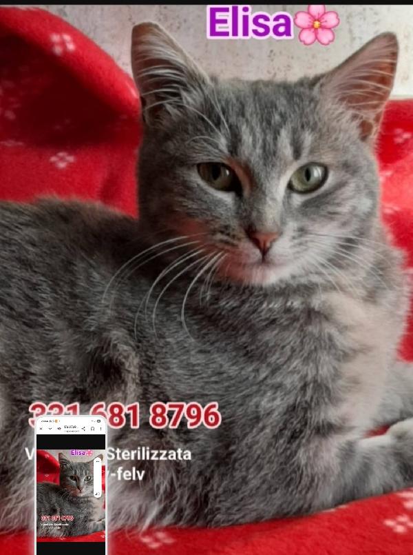 Elisa micia grigia giovane SOS ROMA Foto 2