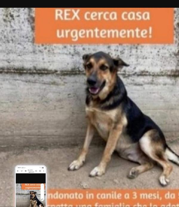 Mix Pastore 5Anni Mollato In Canile A 3Mesi.campania