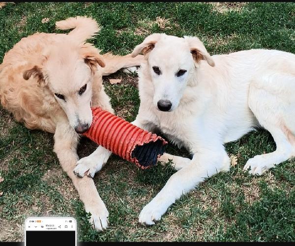 2Fratelli 10Mesi Tg Media Buonissimi.arezzo