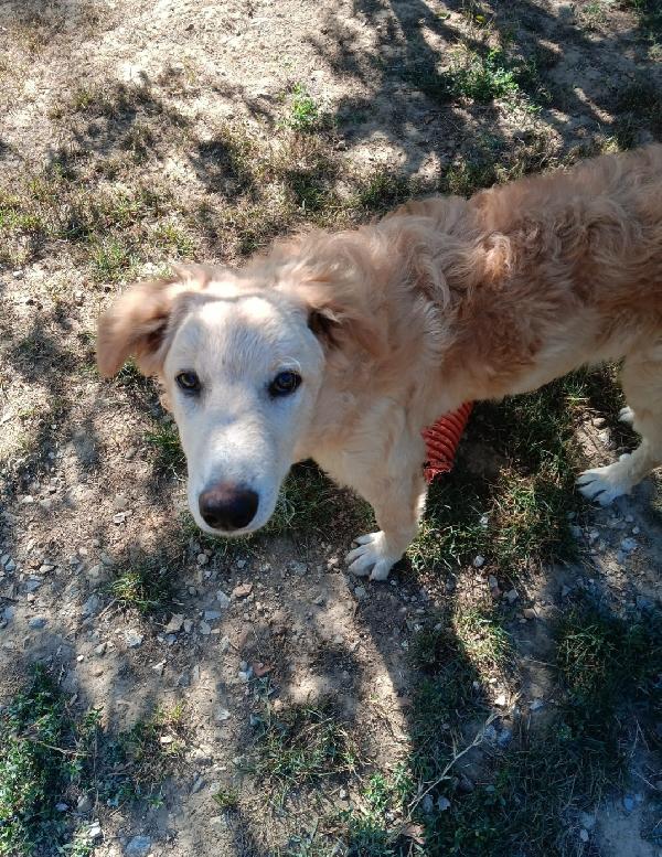 2fratelli 10mesi tg media buonissimi.AREZZO Foto 2