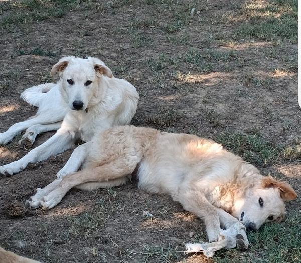 2fratelli 10mesi tg media buonissimi.AREZZO Foto 4