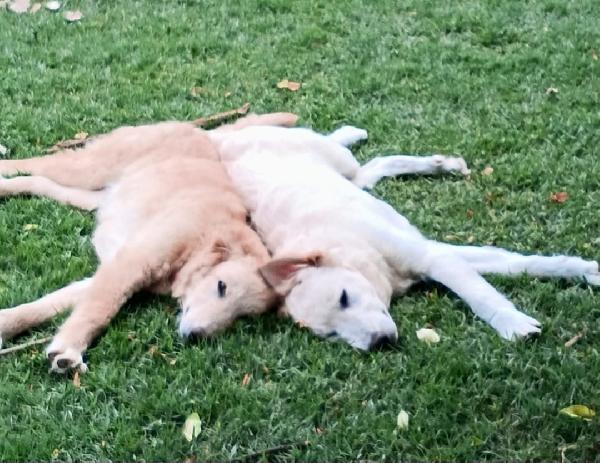 2fratelli 10mesi tg media buonissimi.AREZZO Foto 5