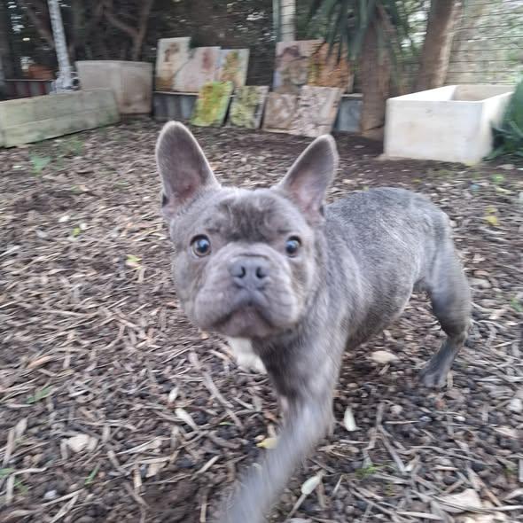 Shamuz, Il Cane Speciale