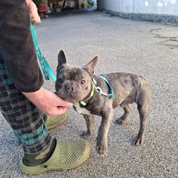 Shamuz, il cane speciale Foto 4