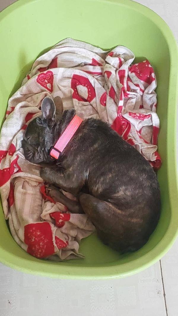 Shamuz, il cane speciale Foto 5