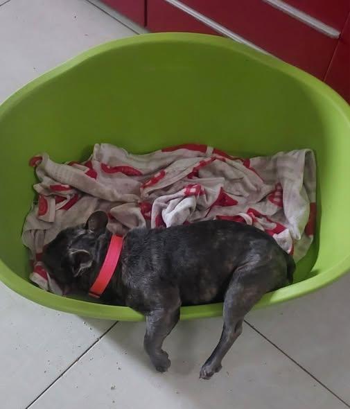 Shamuz, il cane speciale Foto 7