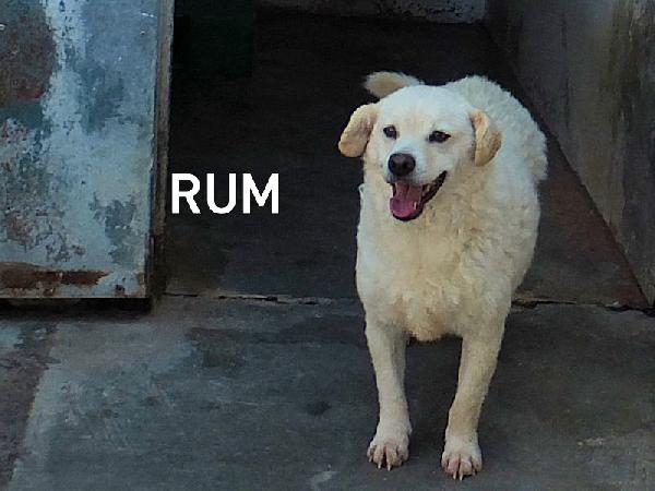 Rum