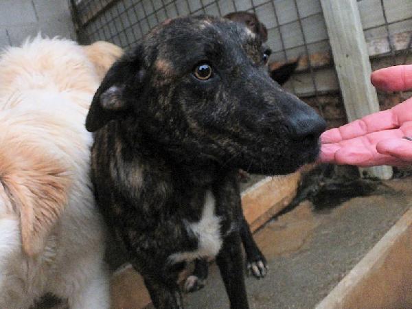 Sina socievole e affettuosa Foto 2