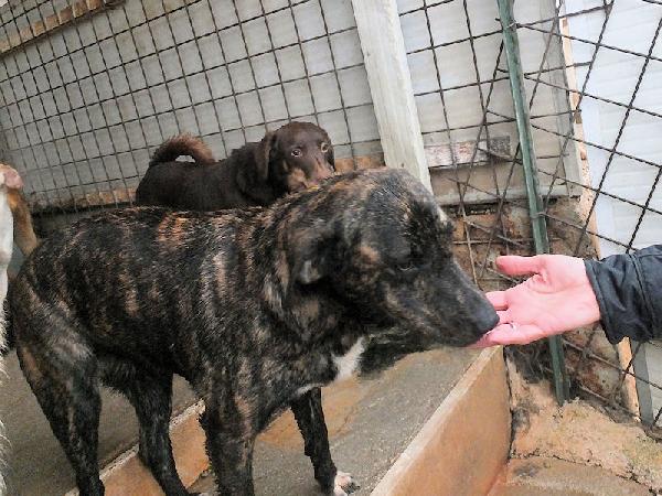 Sina socievole e affettuosa Foto 3