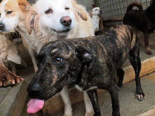 Sina socievole e affettuosa Foto 4