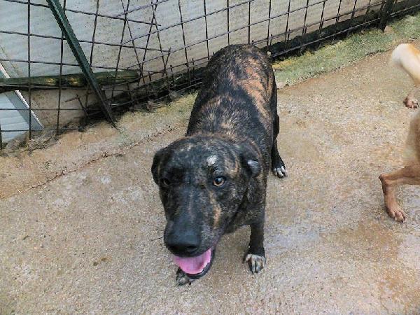 Sina socievole e affettuosa Foto 5