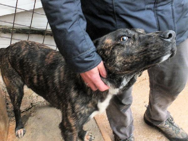 Sina socievole e affettuosa Foto 6