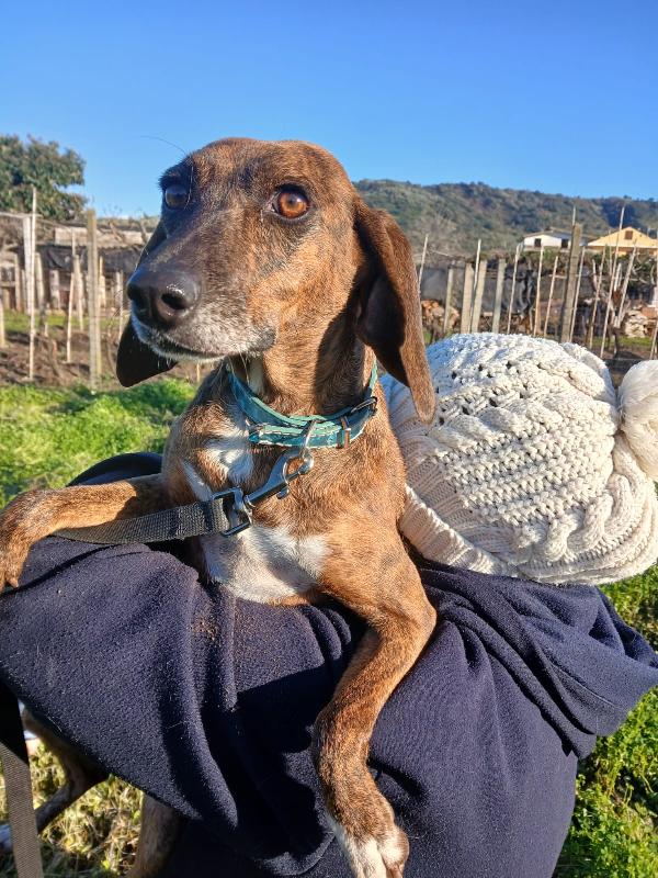 🌟 Carolina Cerca Casa: Una Piccola Anima In Cerca Di Amore 🌟