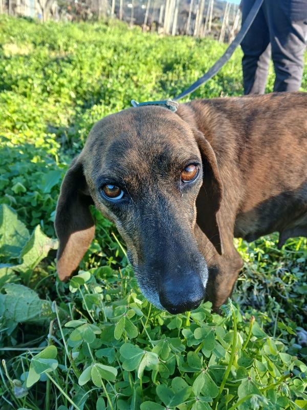 🌟 Carolina cerca casa: una piccola anima in cerca di amore 🌟 Foto 2