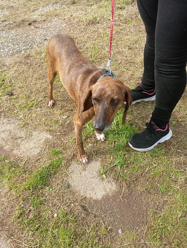 🌟 Carolina cerca casa: una piccola anima in cerca di amore 🌟 Foto 3