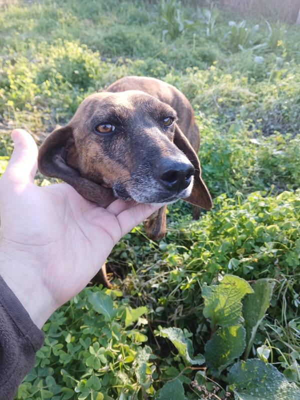 🌟 Carolina cerca casa: una piccola anima in cerca di amore 🌟 Foto 4